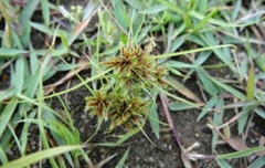 惡性莎草處理案例